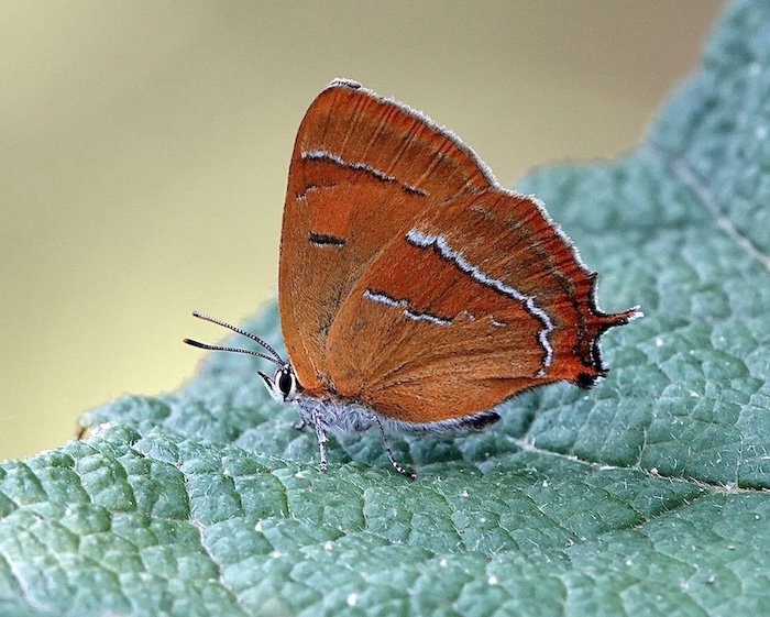 brown hairstreak
